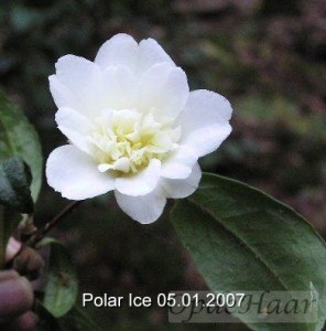 Camellia Ackerman Polar Ice                                                      